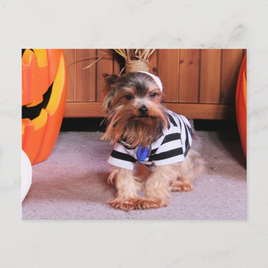 Mickey - Yorkshire Terrier - Shannon Postkarte (Vorderseite)