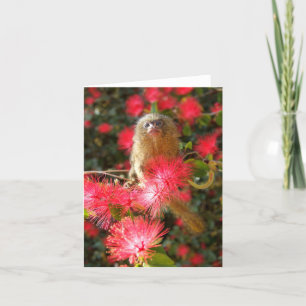 Mico im "wilden" Notecards Karte