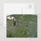 Micrathena Spider im Web Postkarte (Vorne/Hinten)