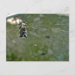 Micrathena Spider im Web Postkarte