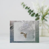 Micrathena Web & Spider Postcard Postkarte (Stehend Vorderseite)
