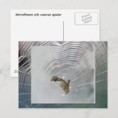 Micrathena Web & Spider Postcard Postkarte (Vorne/Hinten)
