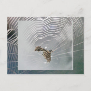 Micrathena Web & Spider Postcard Postkarte
