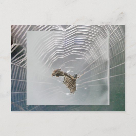 Micrathena Web & Spider Postcard Postkarte (Vorderseite)