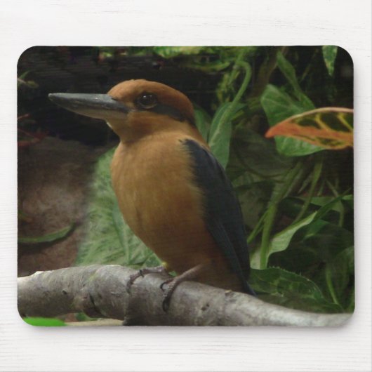 Micronesia Kingfisher Mousepad (Vorne)
