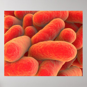Microscopic View Of Bacteria 4 Poster