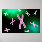 Microscopic View Of Chromosome 2 Poster (Vorne)