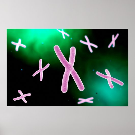 Microscopic View Of Chromosome 2 Poster (Vorne)