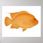 Midas Poster (Vorne)