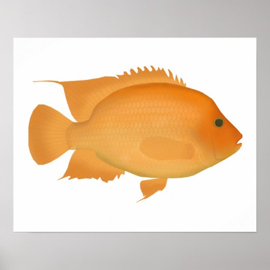 Midas Poster (Vorne)