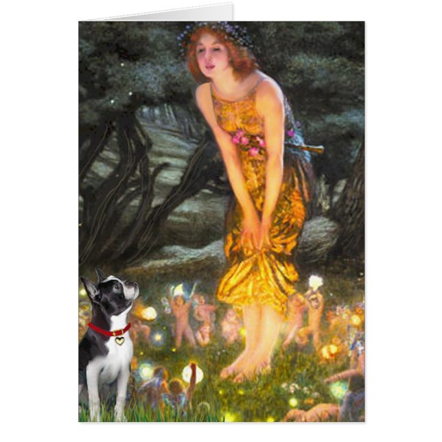 MidEve - Boston Terrier #2 (Vorne)