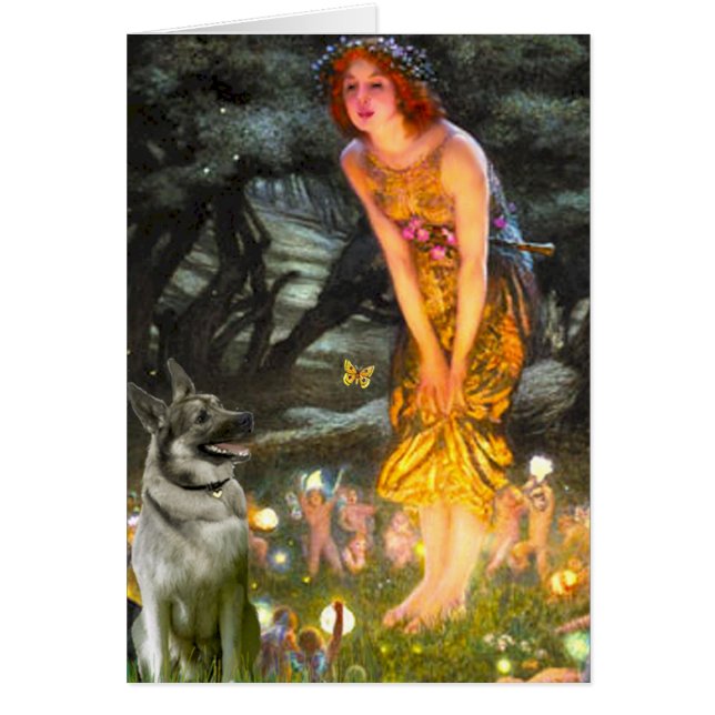 MidEve - Norwegischer Elkhound (Vorne)