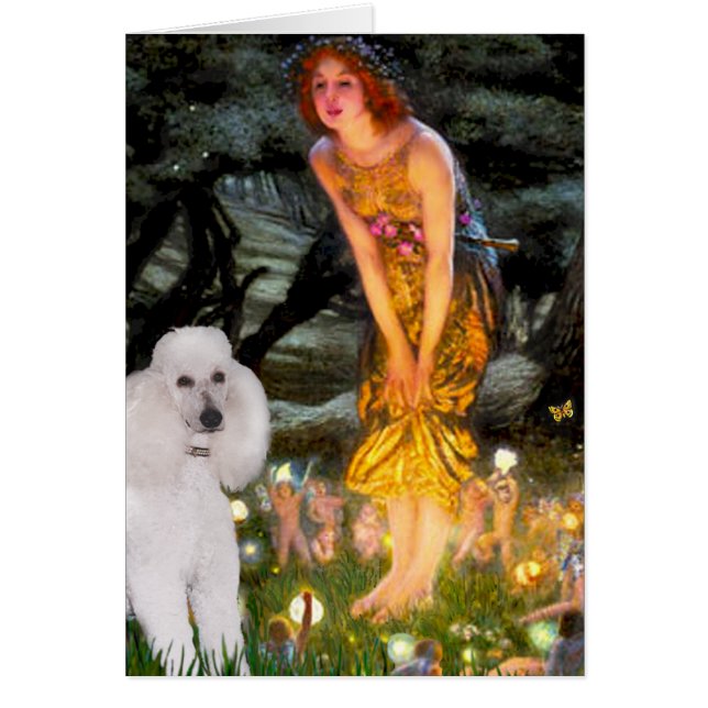 MidEve - White Standard Poodle (Vorne)
