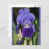 Midinight Iris Floral Postkarte (Vorne/Hinten)