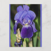 Midinight Iris Floral Postkarte (Vorderseite)
