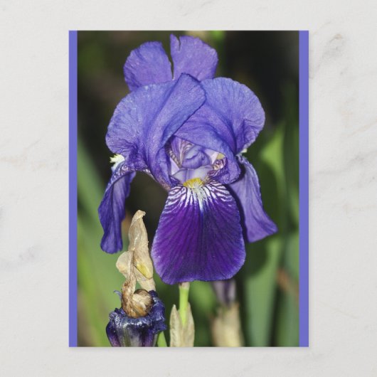 Midinight Iris Floral Postkarte (Vorderseite)