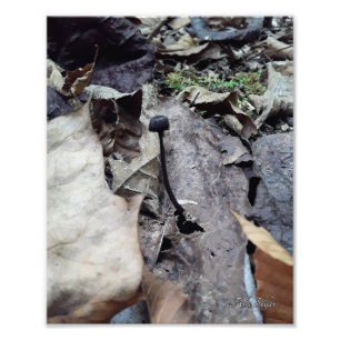 Midnight Cap Fotodruck