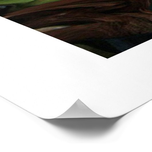 "MIDNIGHT  MAGIC" ORCHID PRINT POSTER (Ecke)