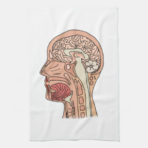 Midsagittaler Hirnquerschnitt Geschirrtuch