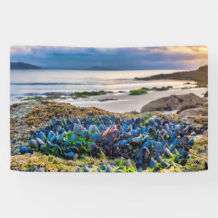 Miesmuscheln Banner
