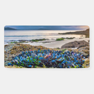 Miesmuscheln Banner