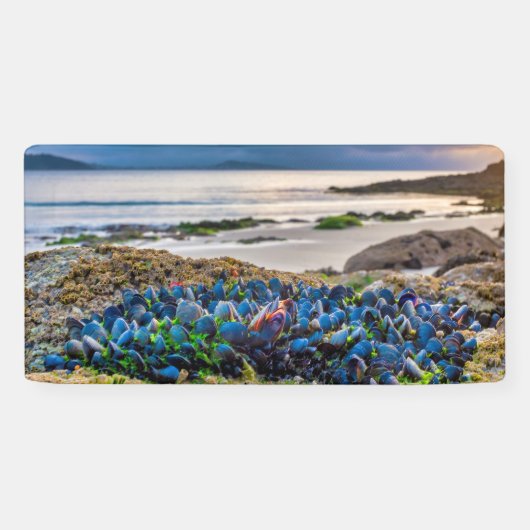 Miesmuscheln Banner (Horizontal)