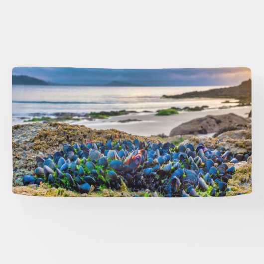 Miesmuscheln Banner (Horizontal)