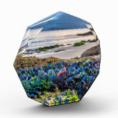 Miesmuscheln Fotoblock (Links)