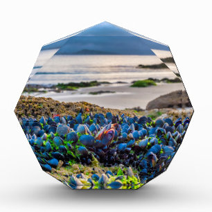Miesmuscheln Fotoblock