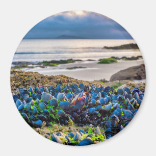 Miesmuscheln Magnet