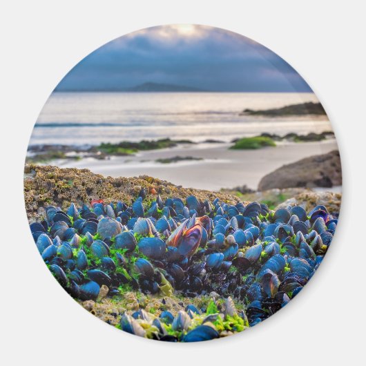Miesmuscheln Magnet (Vorne)