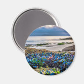Miesmuscheln Magnet (Vorderseite/Rückseite)