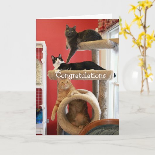 Miezekatze-Eigentumswohnung Karte (Gelbe Blume)