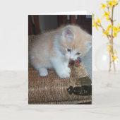 Miezekatze-Geburtstag Karte (Gelbe Blume)