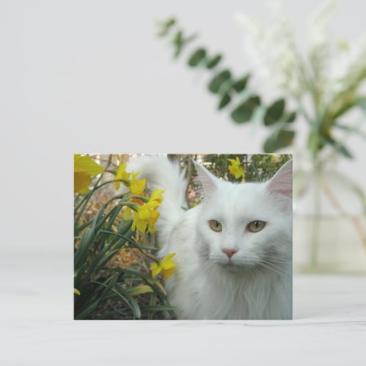 Miezekatze-Katze Postkarte (Stehend Vorderseite)