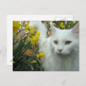 Miezekatze-Katze Postkarte (Vorne/Hinten)