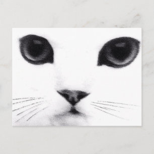 Miezekatze-Katzen-Eigenschaften Postkarte