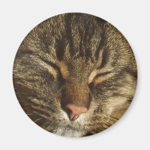 Miezekatze-Katzen-Magnet Magnet