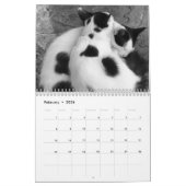 Miezekatze-Katzen von Griechenland Kalender (Feb 2026)