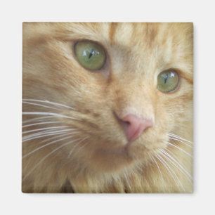 Miezekatze Koi Magnet