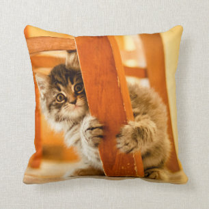 Miezekatze unter Stuhl Kissen