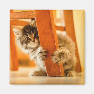 Miezekatze unter Stuhl Magnet