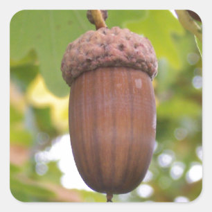 Mighty Acorn in einem Eichenbaum Sticker