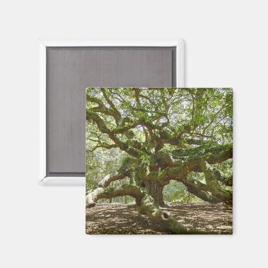 Mighty Angel Oak Magnet (Vorderseite/Rückseite)