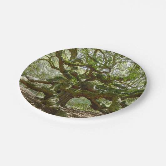 Mighty Angel Oak Pappteller (Schrägansicht)