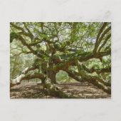 Mighty Angel Oak Postkarte (Vorderseite)
