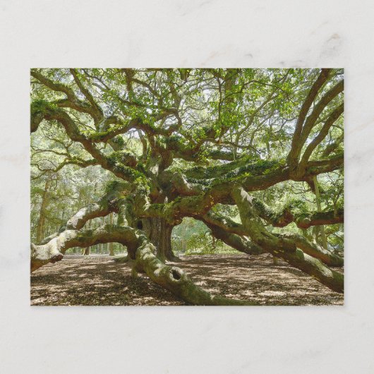 Mighty Angel Oak Postkarte (Vorderseite)