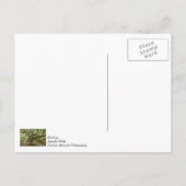 Mighty Angel Oak Postkarte (Rückseite)