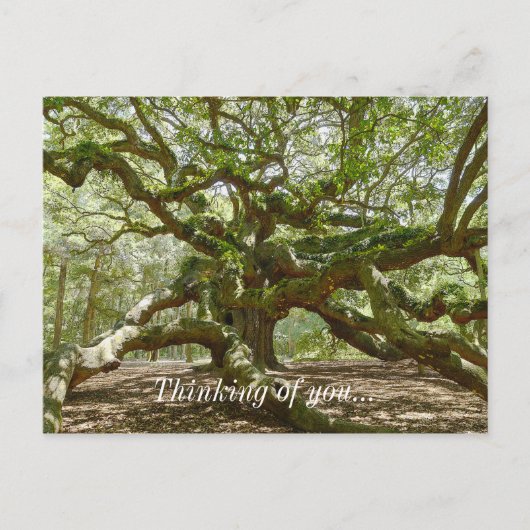 Mighty Angel Oak Postkarte (Vorderseite)