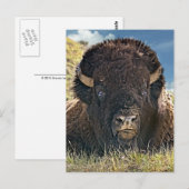 Mighty Bison Postkarten (Vorne/Hinten)
